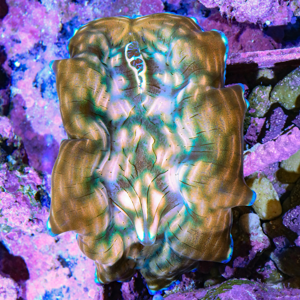 Ultra Derasa Clam