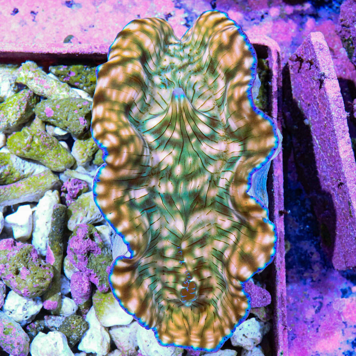 Ultra Derasa Clam
