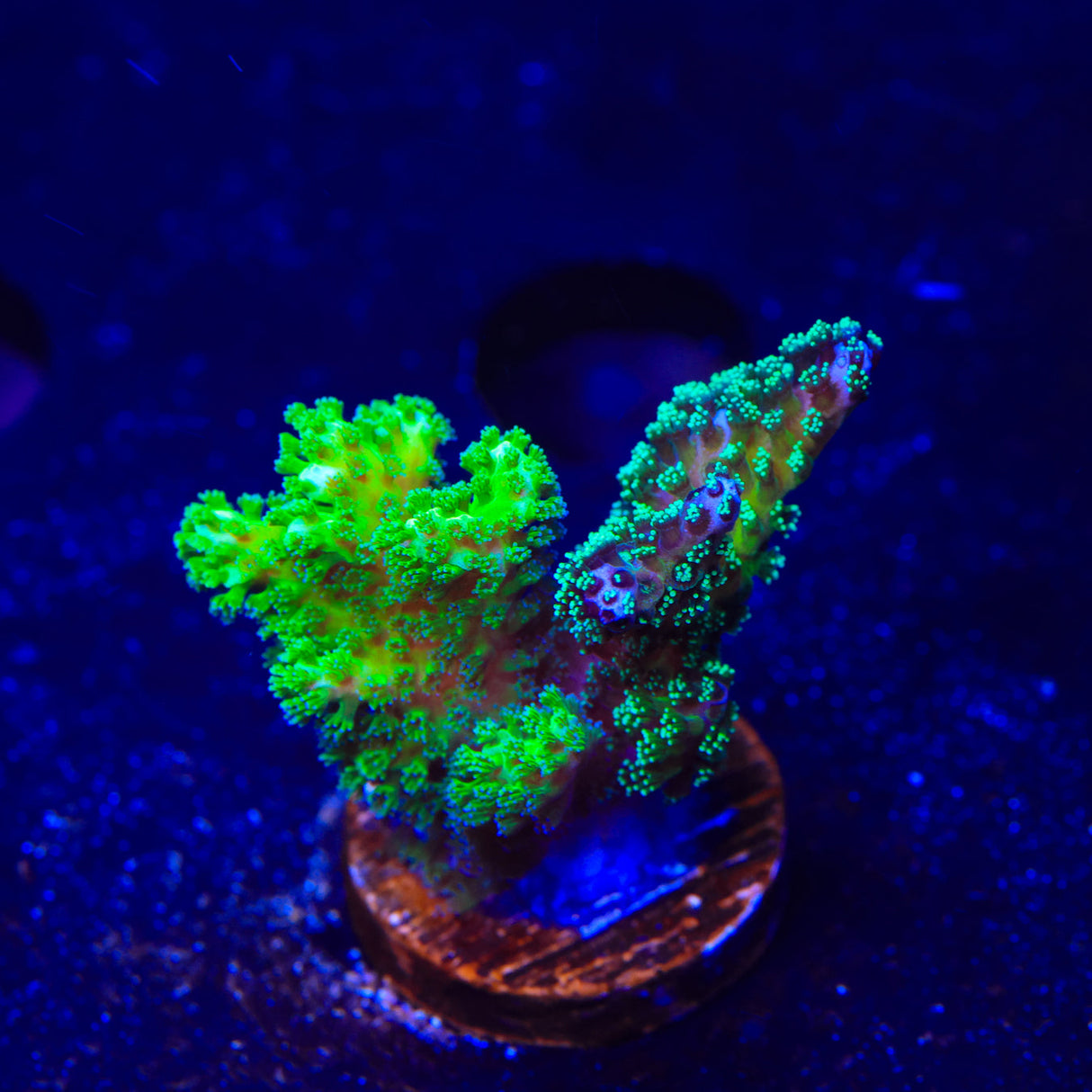 TSA Double Trouble Stylophora Coral