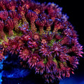 TSA Overdraft Glitter Goniopora Coral