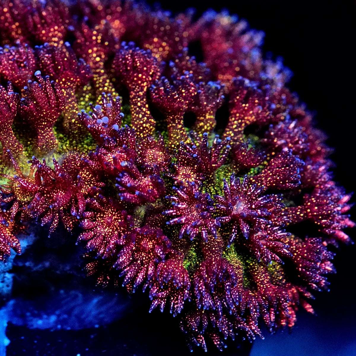 TSA Overdraft Glitter Goniopora Coral