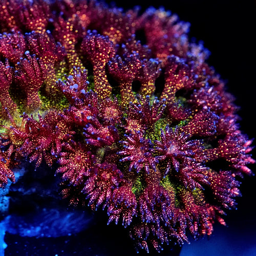 TSA Overdraft Glitter Goniopora Coral