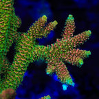 ASD Rainbow Millepora Acropora Coral - mother colony