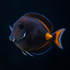 Achilles Tang