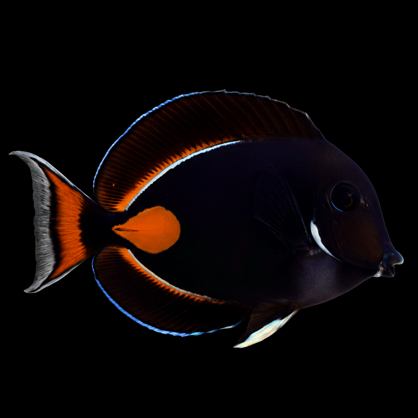Achilles Tang
