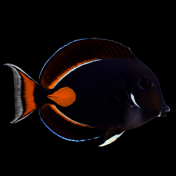 Achilles Tang saltwater fish care guide