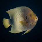West African Angelfish - Holacanthus africanus