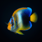 West African Angelfish - Holacanthus africanus
