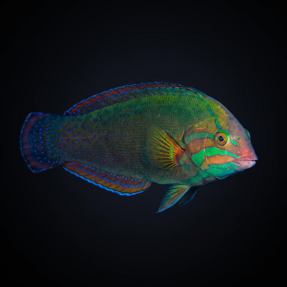 African Coris Wrasse saltwater fish care guide
