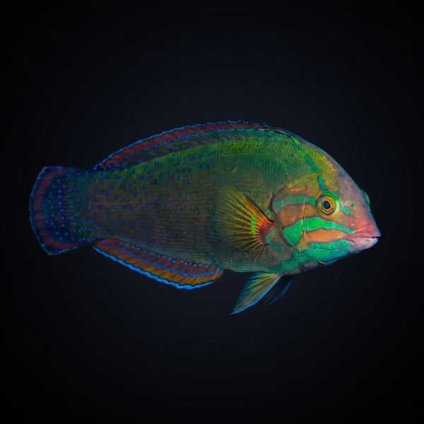 African Coris Wrasse saltwater fish care guide