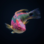 Exquisite Fairy Wrasse - Africa