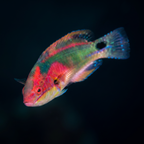Exquisite Fairy Wrasse - Africa