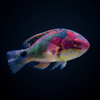 Exquisite Fairy Wrasse - Africa