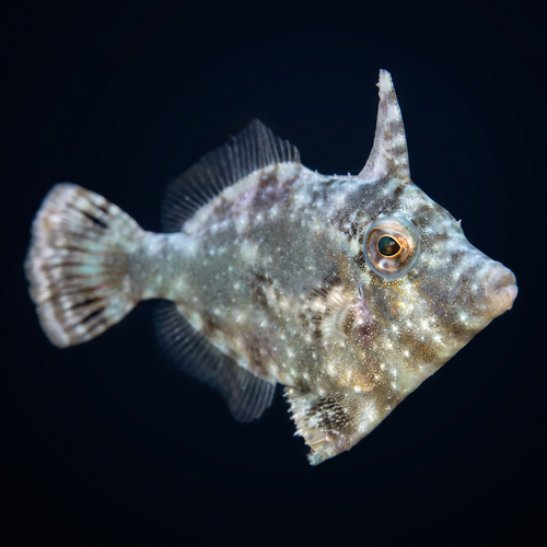 Aiptasia Eating Filefish - Acreichthys tomentosus