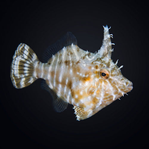 Captive-Bred Aiptasia Eating Filefish - Acreichthys tomentosus