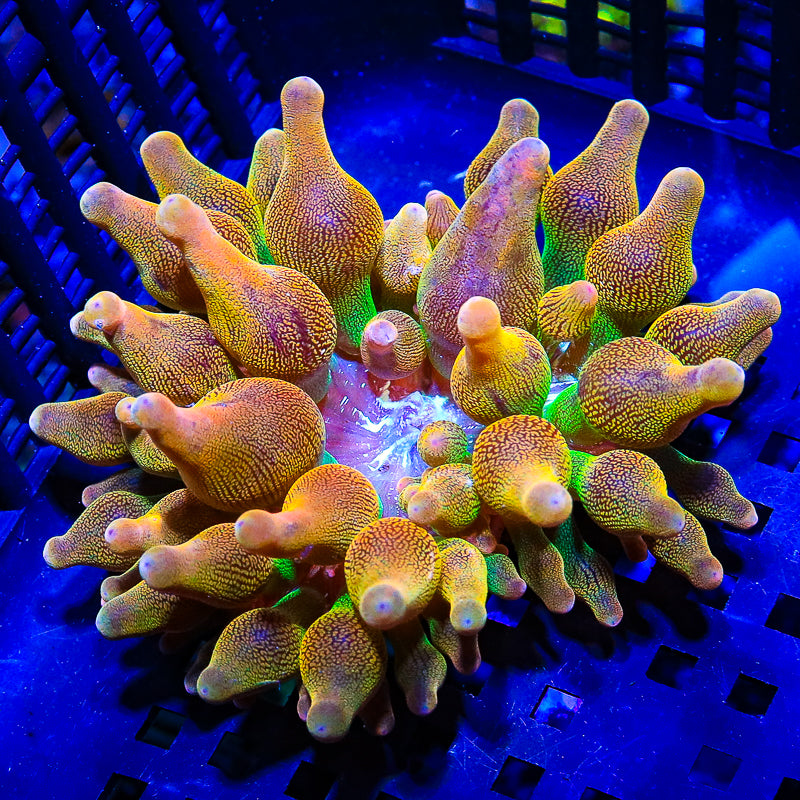 Rainbow Bubbletip Anemone