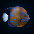 Annularis Angelfish - Adult - Pomacanthus annularis