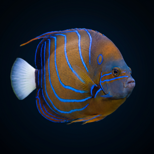 Annularis Angelfish - Adult