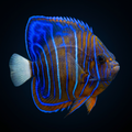 Annularis Angelfish - Changing - Pomacanthus annularis