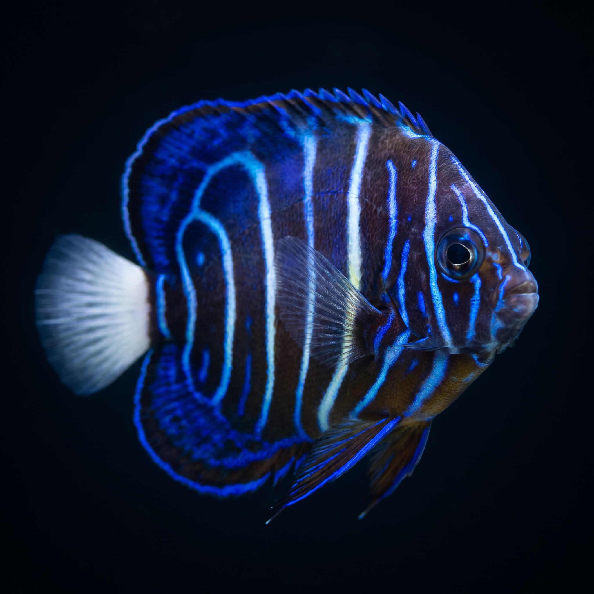 Annularis Angelfish - Juvenile - Pomacanthus annularis