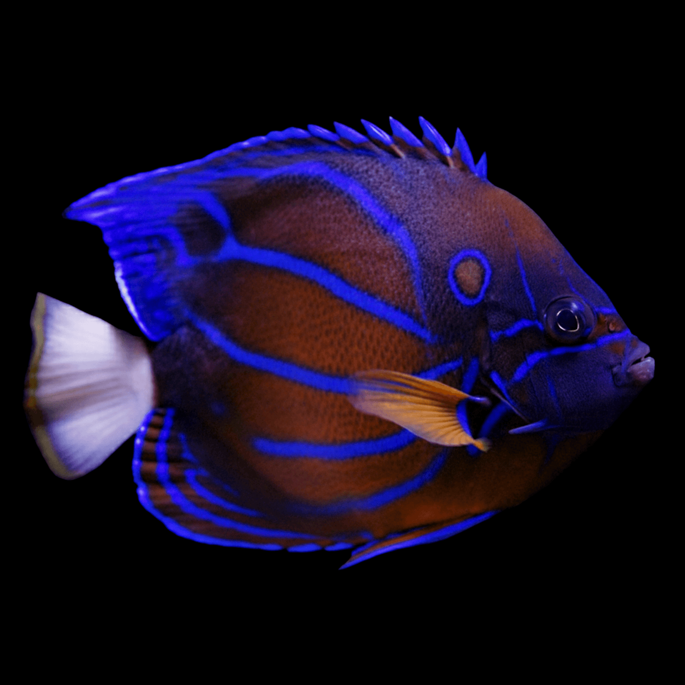 Annularis Angelfish