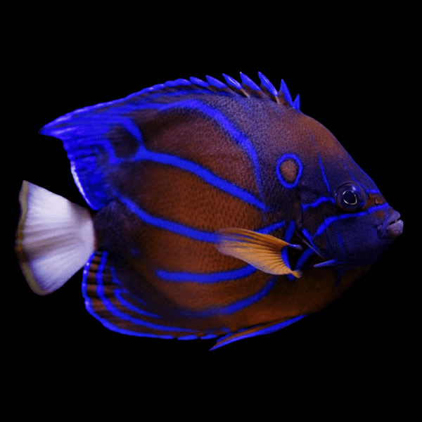 Annularis Angelfish saltwater fish care guide
