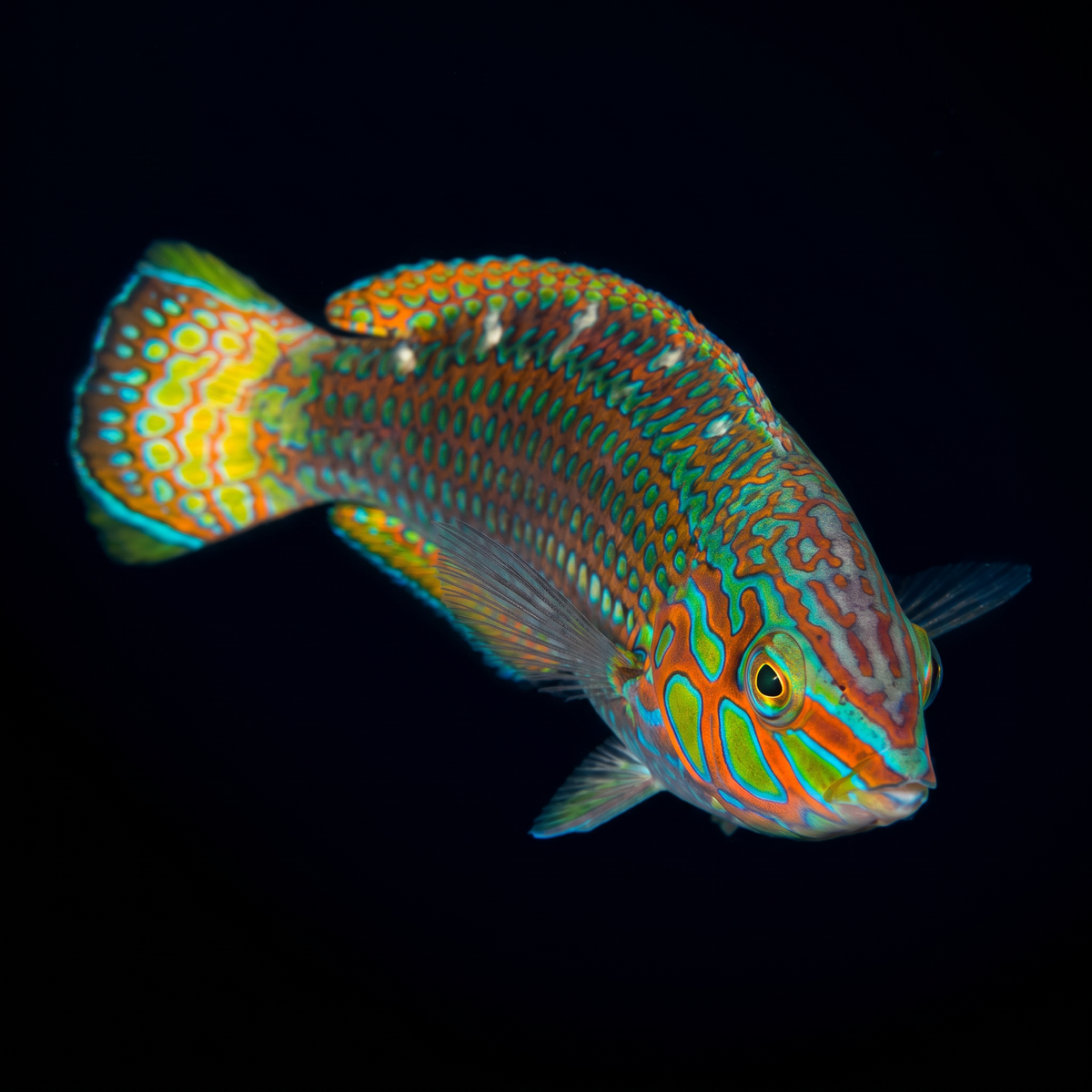 Argus Wrasse saltwater fish care guide