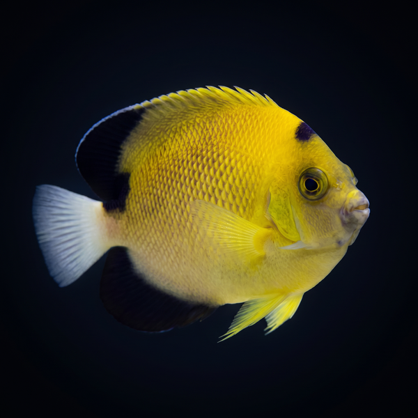 Armitage Angelfish saltwater fish care guide