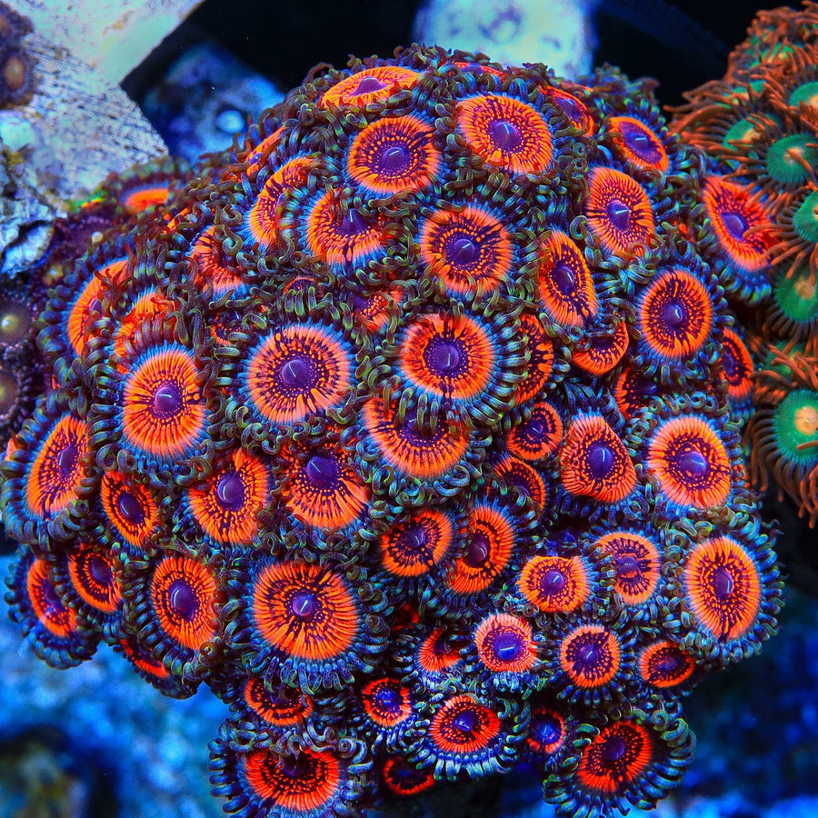 Armor of God Zoanthids Coral Top Shelf Aquatics