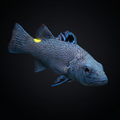 Arrowhead Basslet