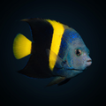 Asfur Angelfish - Pomocanthus asfur