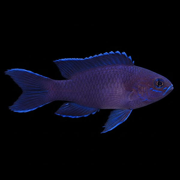 Assessor Basslet saltwater fish care guide