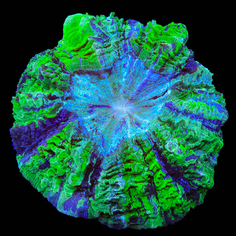 Ultra Acanthophyllia Coral - Top Shelf Aquatics