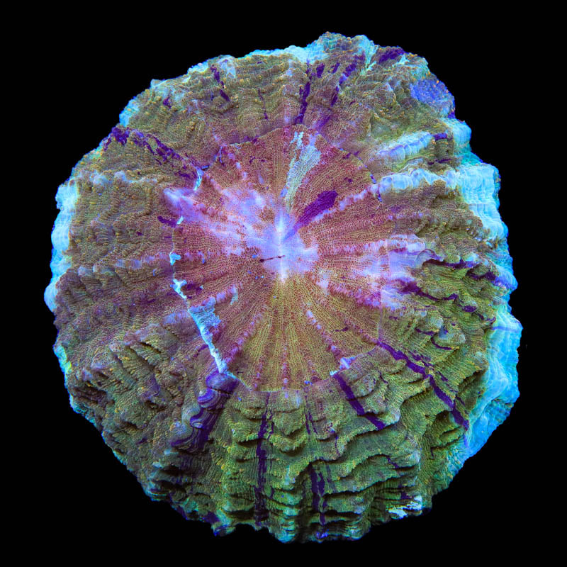 Ultra Acanthophyllia Coral - Top Shelf Aquatics