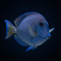 Atlantic Blue Tang