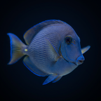 Atlantic Blue Tang