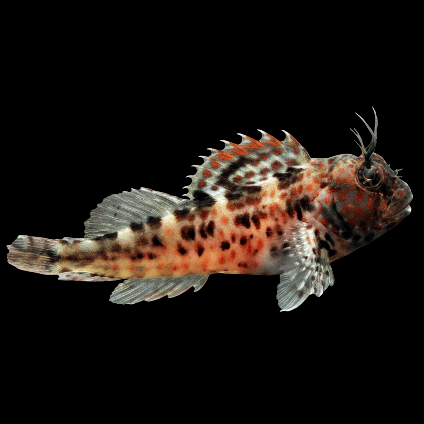 Atlantic Oyster Blenny saltwater fish care guide