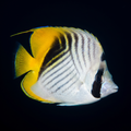 Auriga Butterflyfish