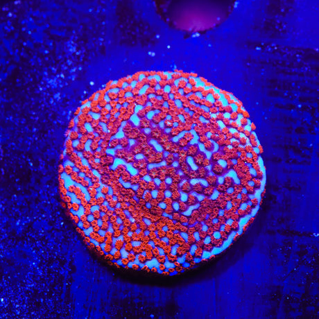 Superman Montipora Coral