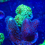 TSA Triple Threat Stylophora Coral