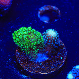 TSA Double Trouble Stylophora Coral