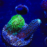 TSA Double Trouble Stylophora Coral