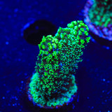 Green Stylophora Coral