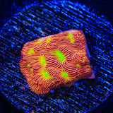 JF Jack O Lantern Leptoseris Coral