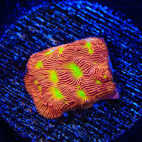 JF Jack O Lantern Leptoseris Coral