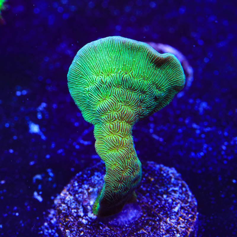 ORA Mint Pavona Coral