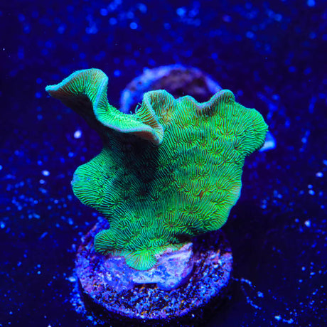 ORA Mint Pavona Coral