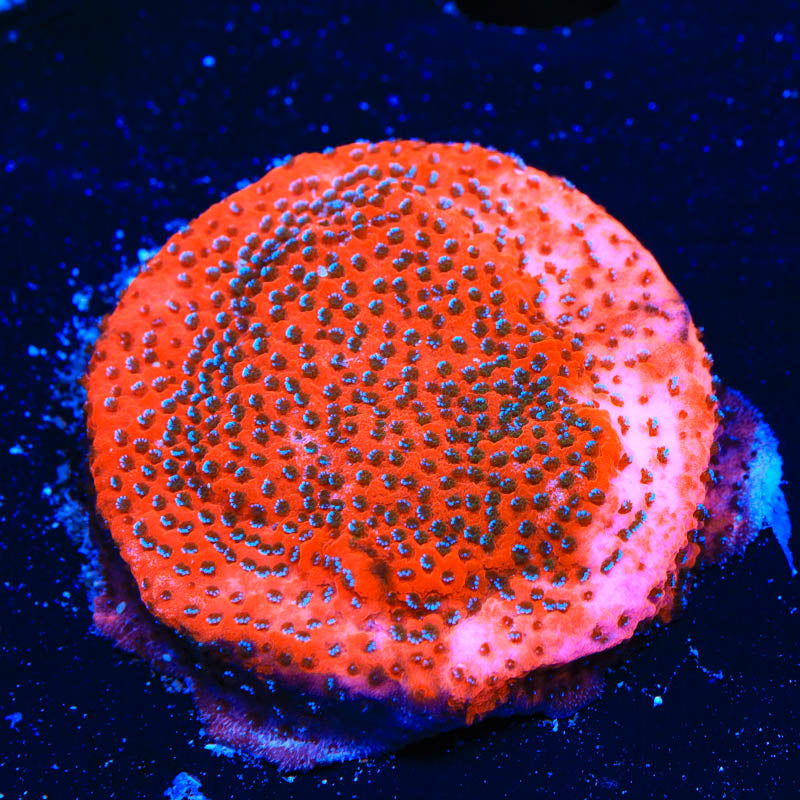 TSA Megachrome Montipora Coral