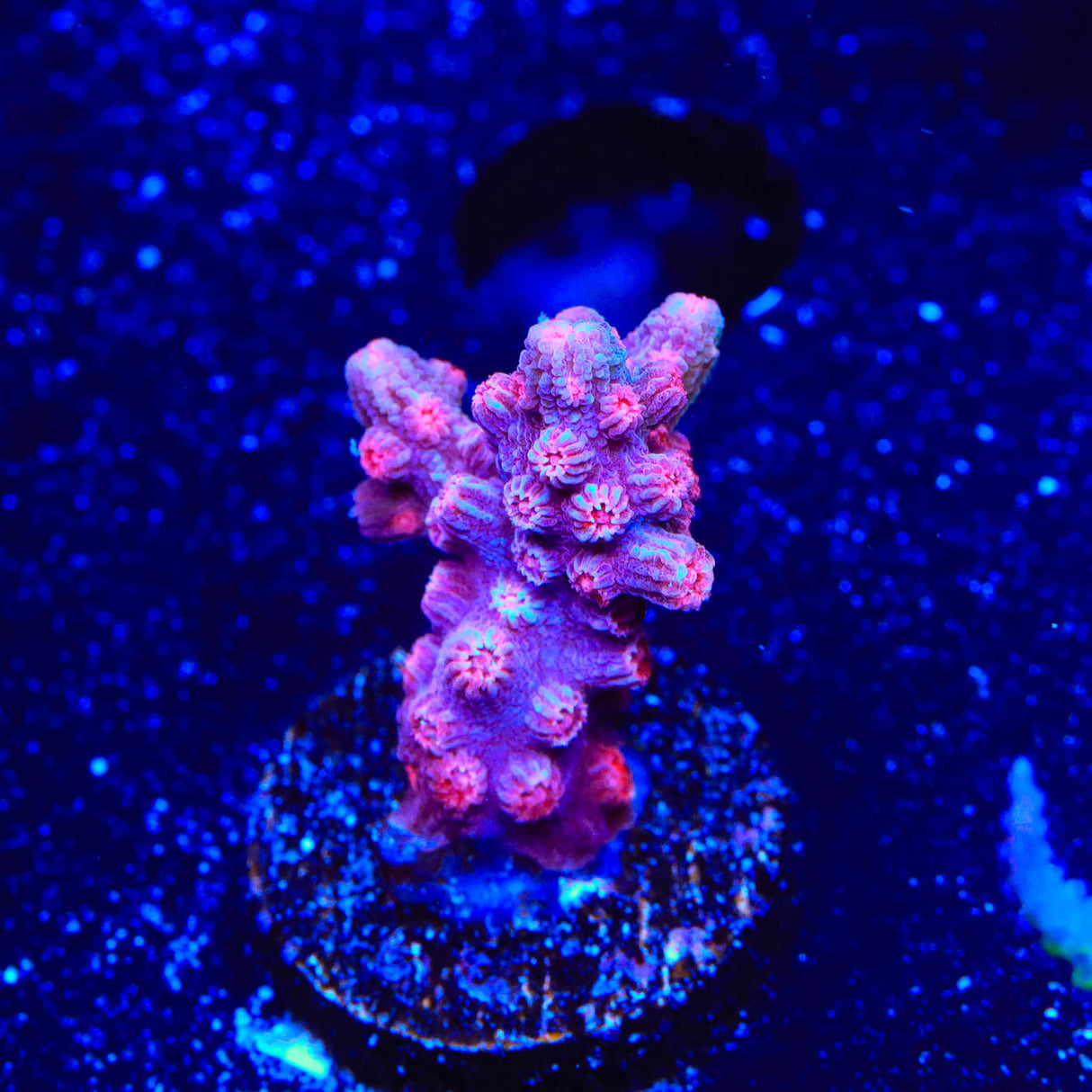 Pink Branching Cyphastrea Coral