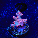 Pink Branching Cyphastrea Coral